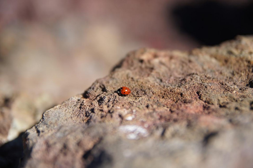 Ein Marienkäfer auf dem Vulkangestein am Ätna