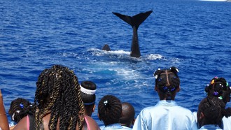 TUI Cruises unterstützt verschiedene Walschutzprojekte