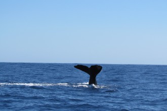 Mein Schiff Erlebnis: Wal- und Delphin-Beobachtung auf den Azoren