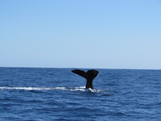 Mein Schiff Erlebnis: Wal- und Delphin-Beobachtung auf den Azoren
